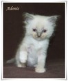 /album/adonis/adonis-5-hetes-003-jpg/